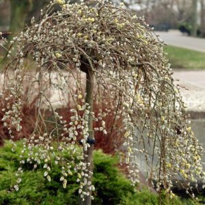 Salix caprea ‘Pendula’ (raagremmelgas) rippuvate okstega väike lehtpuu aias.