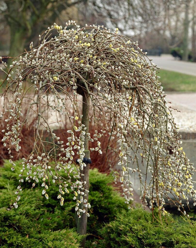 Salix caprea ‘Pendula’ (raagremmelgas) rippuvate okstega väike lehtpuu aias.