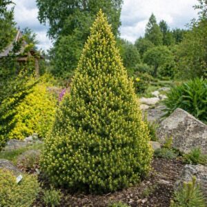 Picea glauca ‘Rainbow’s End’ Kanada kuusk kollakate noorte võrsetega koonilise kujuga.