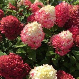 Hydrangea paniculata ‘Red Light’ hortensia sügavpunaste ja roosakate õisikutega.