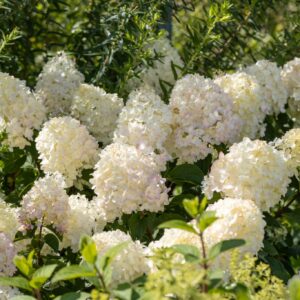 Hydrangea paniculata ‘Silver Dollar’ hortensia kreemikasvalgete õisikutega aias.