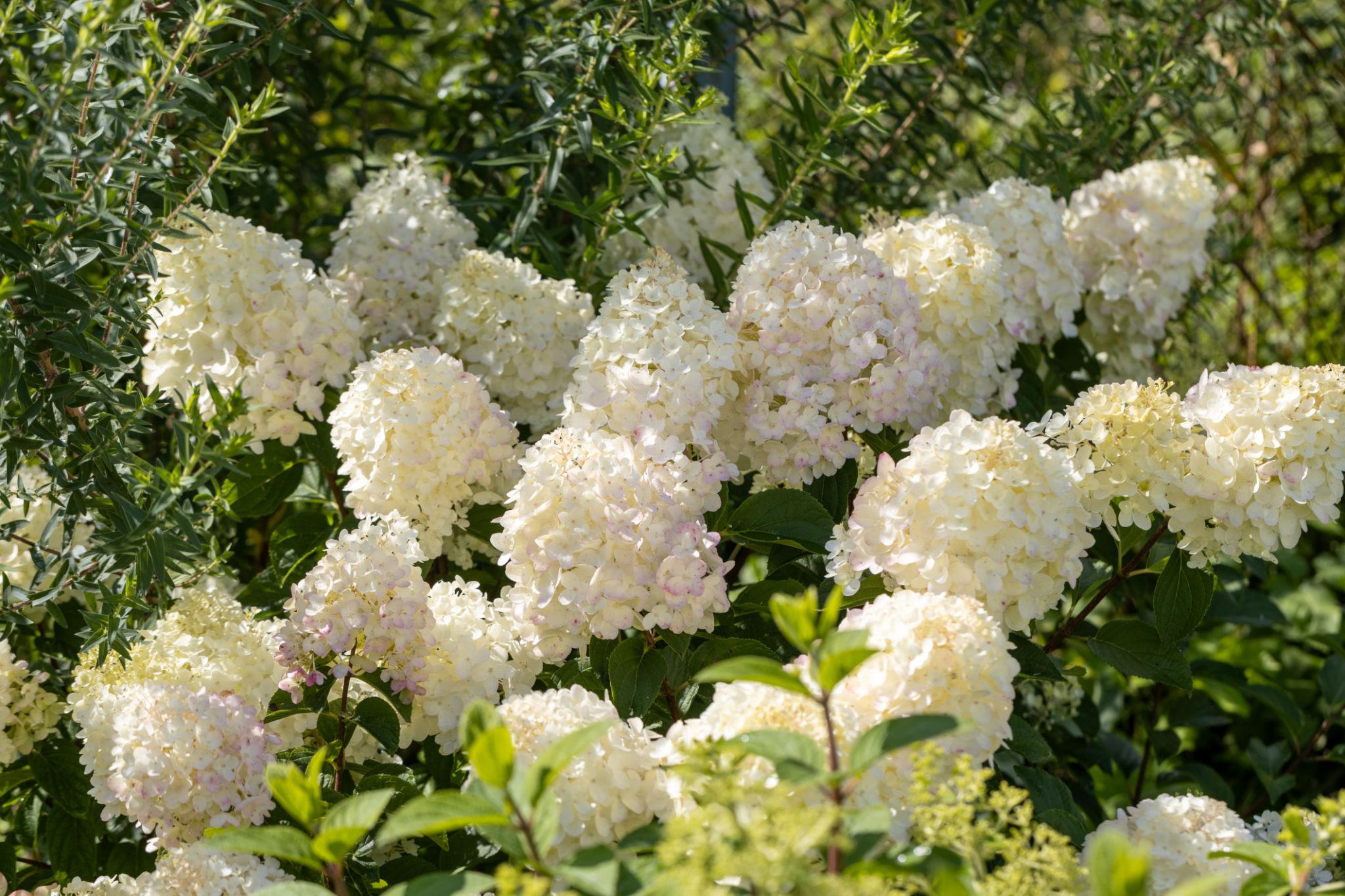 Hydrangea paniculata ‘Silver Dollar’ hortensia kreemikasvalgete õisikutega aias.