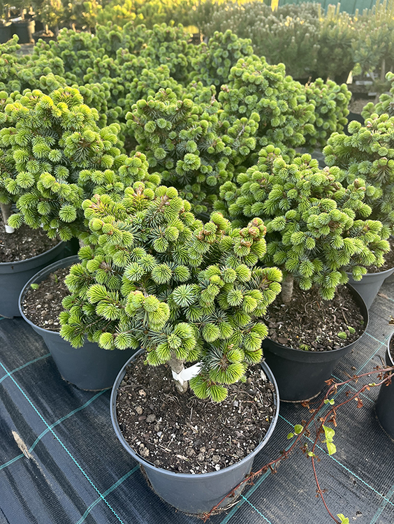 Picea sitchensis ‘Midget’ sitka kuusk kompaktse kasvukujuga ja tiheda rohelise okastikuga kääbusokaspuu.
