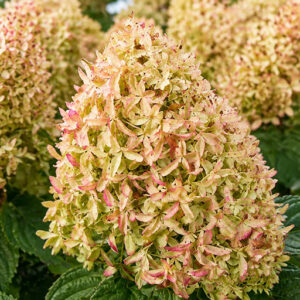 Hydrangea paniculata ‘Skyfall’ hortensia rohekate ja õrnalt roosakate õisikutega aias lähivaates.
