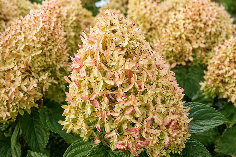 Hydrangea paniculata ‘Skyfall’ hortensia rohekate ja õrnalt roosakate õisikutega aias lähivaates.