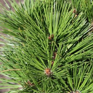 Pinus heldreichii ‘Greece’ soomusmänd tiheda kasvukujuga ja pikkade roheliste okastega.