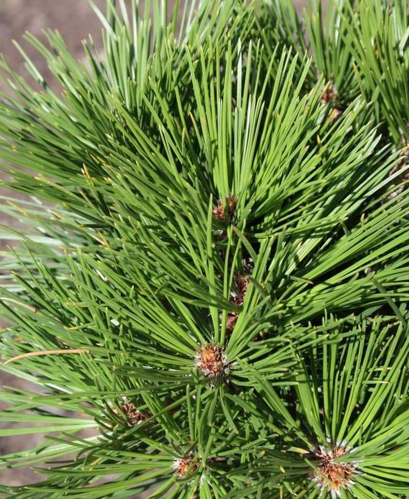 Pinus heldreichii ‘Greece’ soomusmänd tiheda kasvukujuga ja pikkade roheliste okastega.