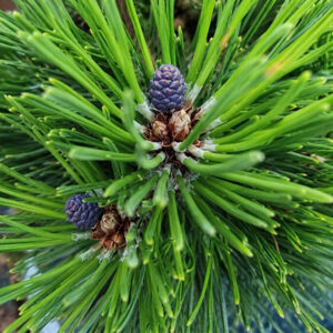 Pinus heldreichii ‘Grüne Lagune’ soomusmänd tiheda rohelise okastiku ja väikeste käbidega.