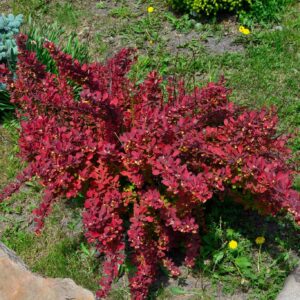 Berberis thunbergii ‘Florence’ kukerpuu oranžikas-punaste ja kollakate lehtedega kompaktne põõsas.