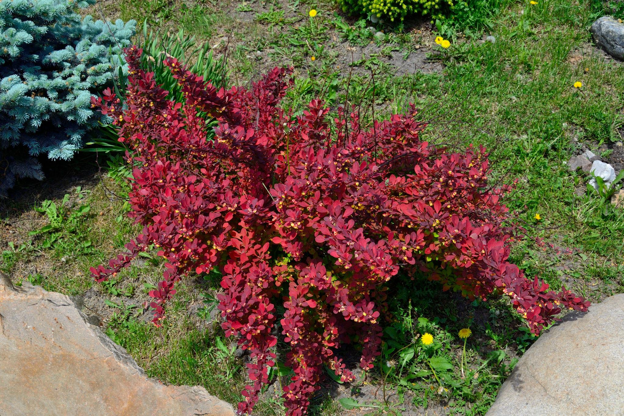 Berberis thunbergii ‘Florence’ kukerpuu oranžikas-punaste ja kollakate lehtedega kompaktne põõsas.