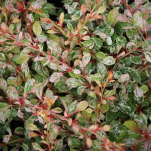 Berberis thunbergii ‘Natasza’ kukerpuu kirju rohelise, valge ja roosaka lehestikuga.