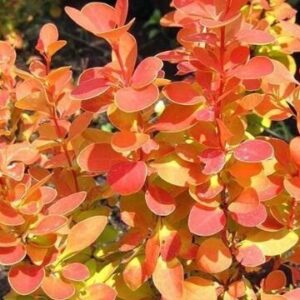 Berberis thunbergii ‘Orange Alf’ kukerpuu oranžikaspunaste lehtedega kompaktne põõsas.