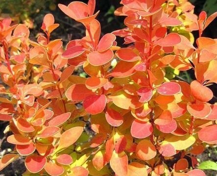 Berberis thunbergii ‘Orange Alf’ kukerpuu oranžikaspunaste lehtedega kompaktne põõsas.