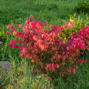 Euonymus alatus ‘Compactus’ (tiivuline kikkapuu) sügisel erksalt punaseks värvuvate lehtedega põõsas.