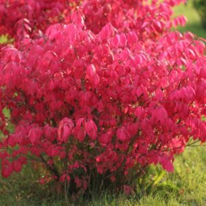 Euonymus alatus ‘Little Moses’ (tiivuline kikkapuu) roheliste ja sügisel punakaks värvuvate lehtedega kompaktne põõsas.