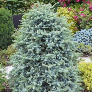 Picea pungens ‘Early Cones’ torkav kuusk sinakasrohelise okastiku ja dekoratiivsete noorte käbidega.