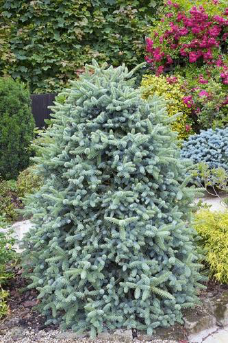 Picea pungens ‘Early Cones’ torkav kuusk sinakasrohelise okastiku ja dekoratiivsete noorte käbidega.