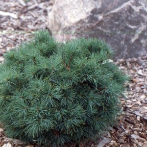 Pinus strobus ‘Sea Urchin’ valge mänd tiheda ümmarguse kasvukujuga ja pikkade rohekassiniste okastega.