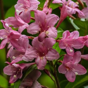Weigela ‘Big Love’ erksate roosade õitega põõsas rohelise lehestiku taustal.