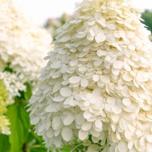 Hydrangea paniculata ‘White Lady’ hortensia valgete õhuliste õisikutega aias.