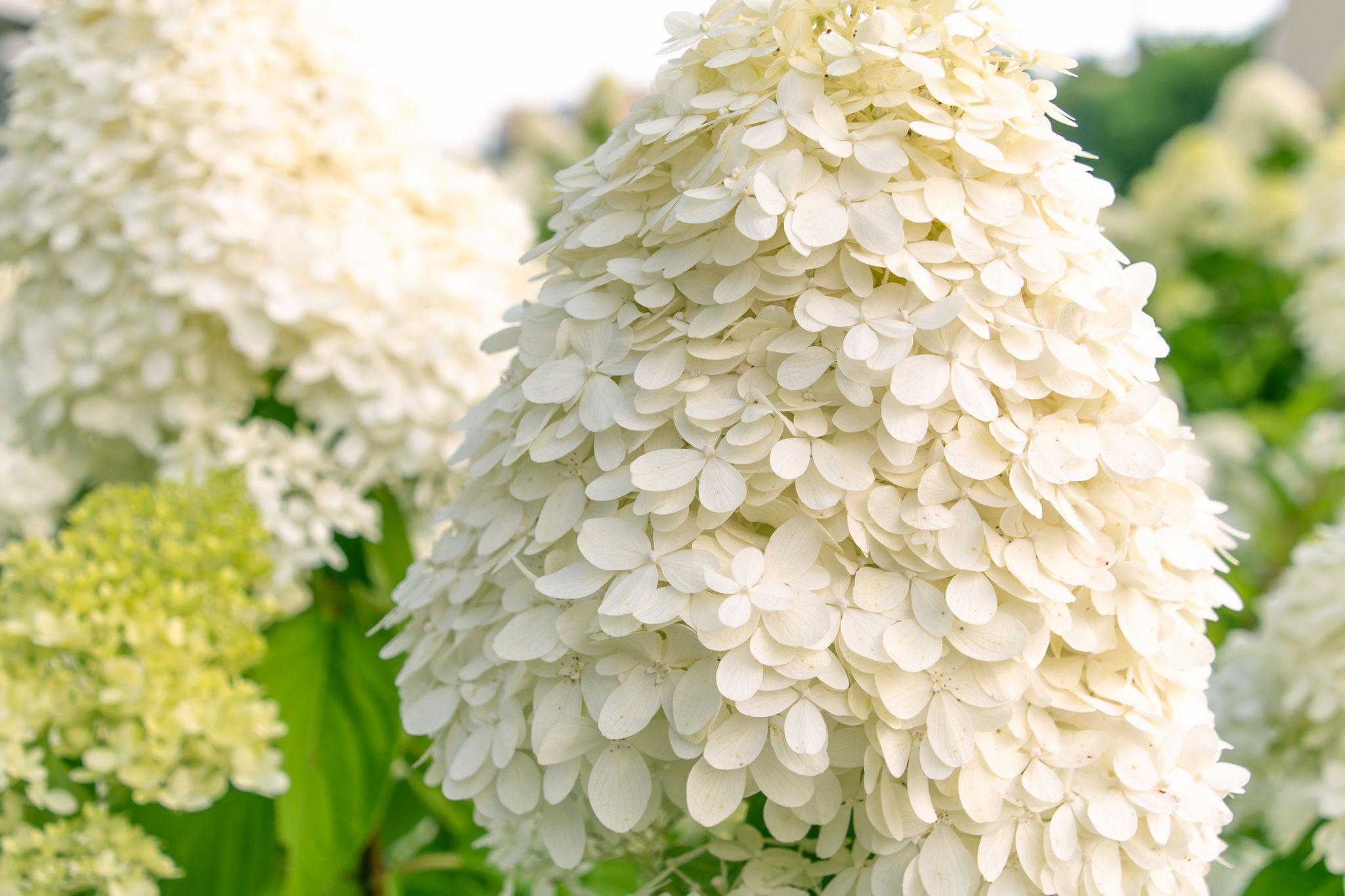 Hydrangea paniculata ‘White Lady’ hortensia valgete õhuliste õisikutega aias.