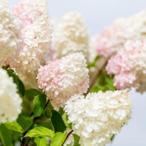 Hydrangea paniculata ‘White Light’ hortensia valgete ja õrnalt roosakate õisikutega.