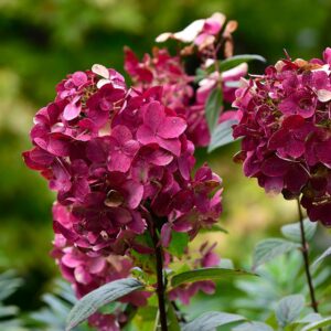Hydrangea paniculata ‘Wim’s Red’ hortensia sügavpunaste õisikutega aias.