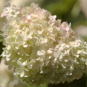 Hydrangea paniculata ‘XS Light’ väikesekasvuline hortensia õrnade roosade ja kreemikate õitega