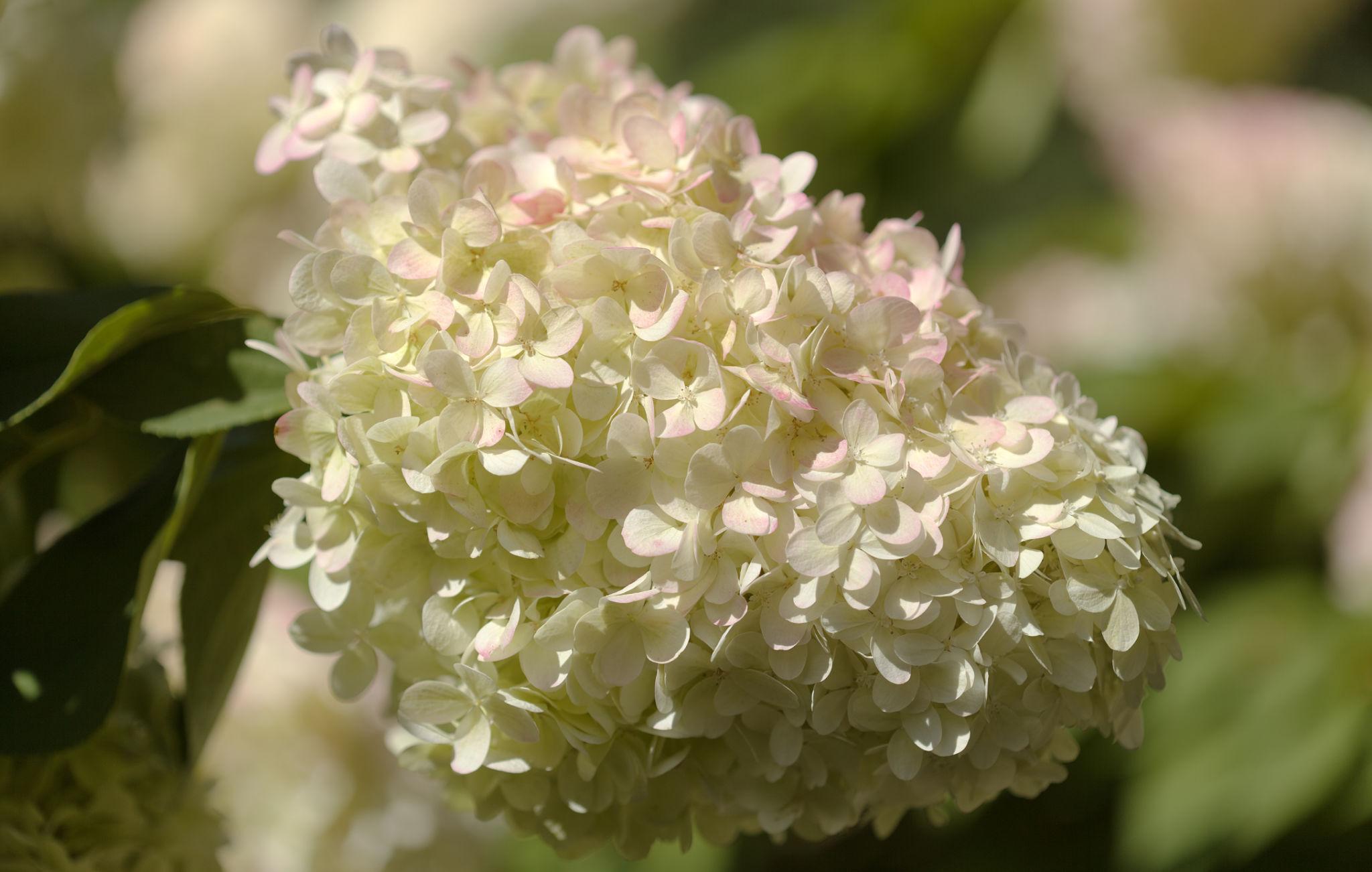 Hydrangea paniculata ‘XS Light’ väikesekasvuline hortensia õrnade roosade ja kreemikate õitega