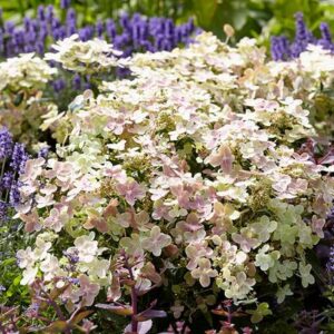 Hydrangea paniculata ‘Polestar’ madal ja kompaktne hortensia valgete ja õrnroosade õisikutega.