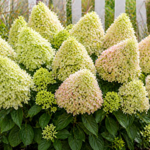 Hydrangea paniculata ‘Bee Happy’ hortensia rohekate ja valkjate õisikutega lähivaates.