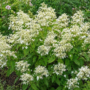 Hydrangea paniculata ‘Dentelle de Gorron’ hortensia õhuliste valgete õisikutega põõsal.