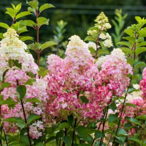 Hydrangea paniculata ‘Fraise Melba’ hortensia valgest roosani ja punaseni muutuvate õisikutega aias.