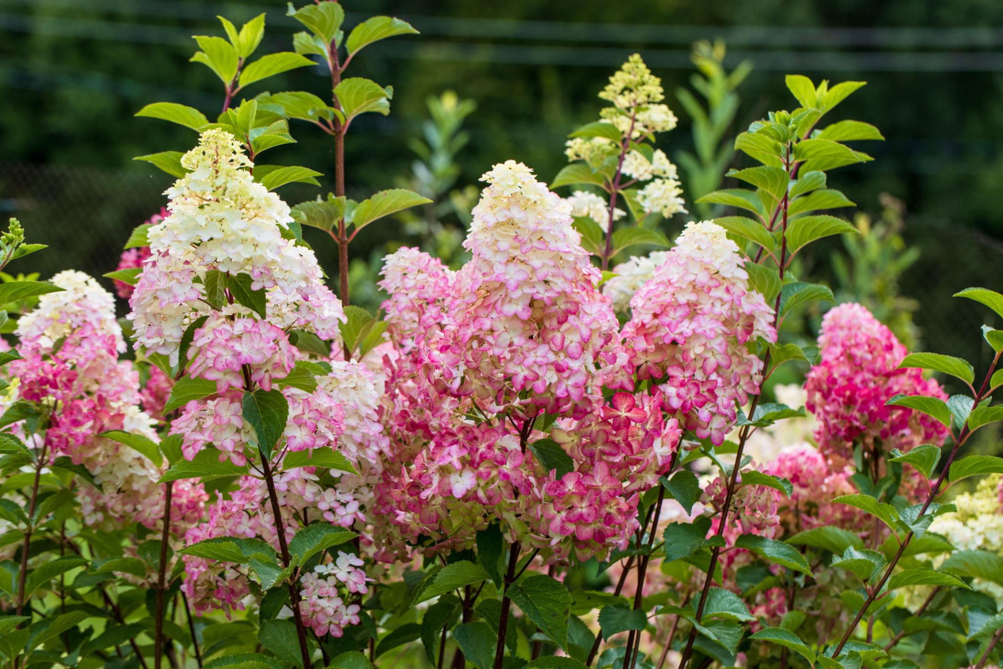 Hydrangea paniculata ‘Fraise Melba’ hortensia valgest roosani ja punaseni muutuvate õisikutega aias.
