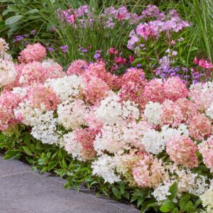 Hydrangea paniculata ‘Groundbreaker’ madal hortensia roosade ja valgete õisikutega.