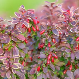 Berberis thunbergii ‘Red Jewel’ kukerpuu läikivate punaste lehtedega põõsas.