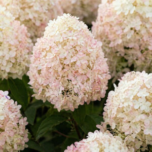 Hydrangea paniculata ‘Living Cotton Cream’ hortensia kreemikate ja õrnalt roosakate õisikutega.