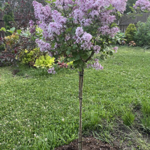 Syringa meyeri ‘Palibin’ madal ja kompaktne sirel helelillade lõhnavate õitega.