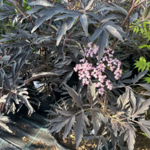 Sambucus nigra ‘Black Lace’ tumeda pitsilise lehestiku ja roosakate õitega must leeder.
