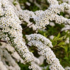 Spiraea nipponica (nipponi enelas) kaarduvate okstega ja valgete õitega põõsas aias.