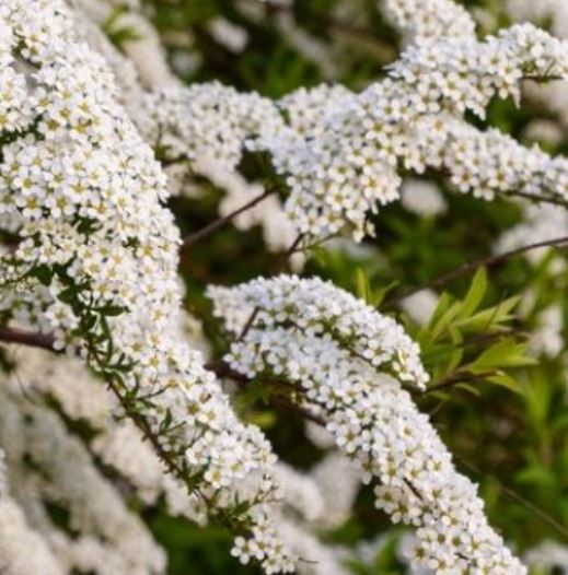 Spiraea nipponica (nipponi enelas) kaarduvate okstega ja valgete õitega põõsas aias.