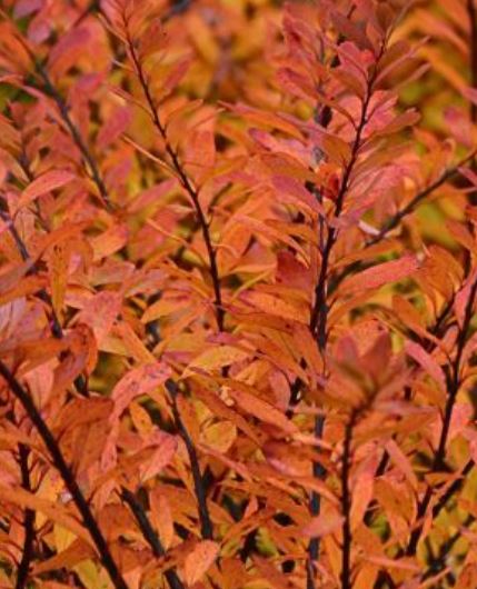 Spiraea nipponica (nipponi enelas) sügisvärvides oranžikaspunase lehestikuga põõsas.