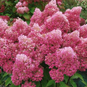 Hydrangea paniculata ‘Petite Flori’ kompaktne hortensia roosade õisikutega.