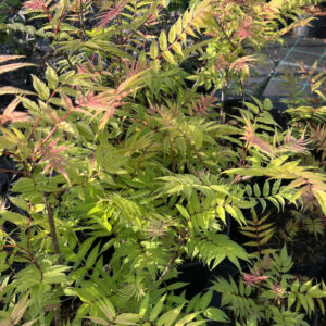 Sorbaria sorbifolia ‘Sem’ (pihlenelas) kompaktne põõsas roosakate võrsete ja valgete õisikutega.