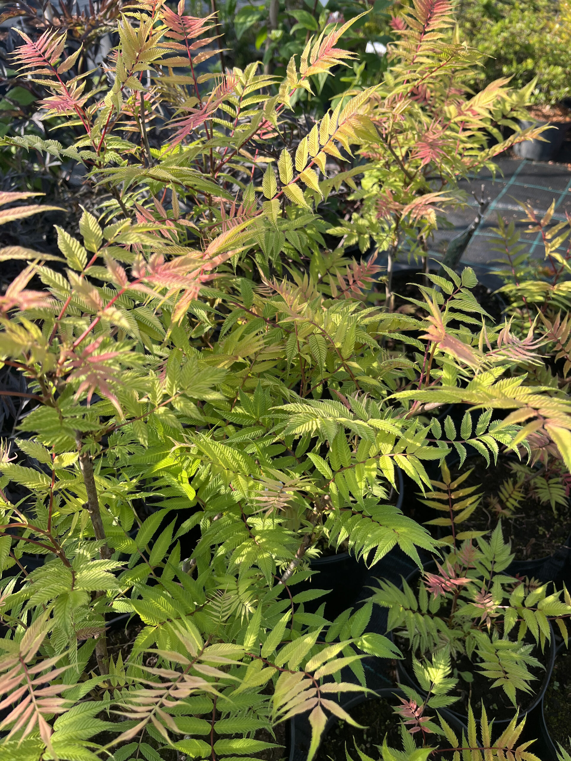 Sorbaria sorbifolia ‘Sem’ (pihlenelas) kompaktne põõsas roosakate võrsete ja valgete õisikutega.