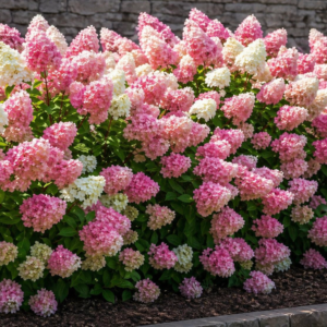 Hydrangea paniculata ‘Vanille Fraise’ hortensia valgest roosani ja punaseni muutuvate suurte õisikutega.