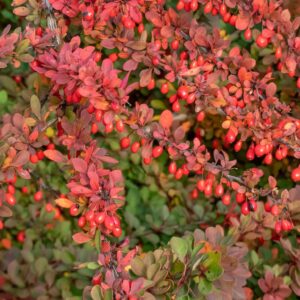 Berberis thunbergii ‘Orange Ice’ kukerpuu oranžide, kollaste ja punakate lehtedega põõsas.