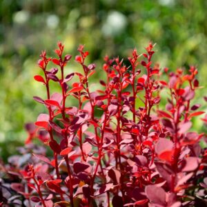 Berberis thunbergii punase lehestikuga kukerpuu põõsana aias.