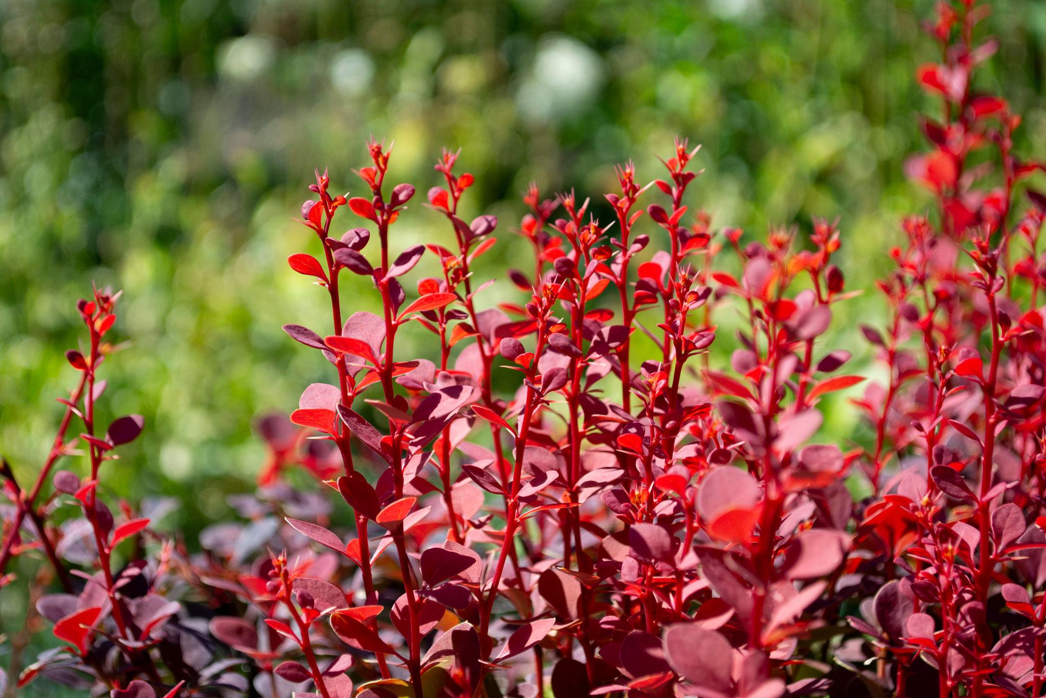 Berberis thunbergii punase lehestikuga kukerpuu põõsana aias.