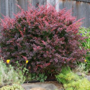 Berberis thunbergii ‘Ruby Star’ tihe ja ümar kukerpuu tumepunase lehestikuga.